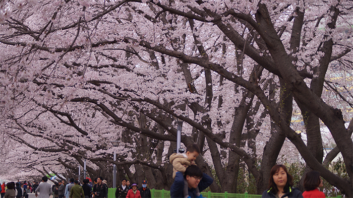 170321_cherry blossom2_in.jpg